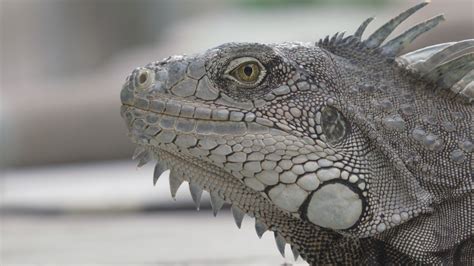 Close up shot of Iguanas face and eye blinking. Head movement, animals Stock Footage,#face#eye# ...