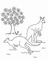 Kangaroo coloring Page 15 sketch template
