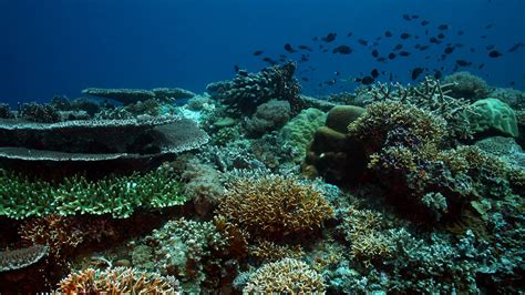 Tubbataha Reefs Natural Park Best Scuba Diving in the World