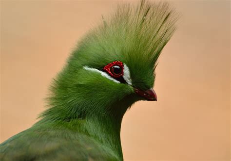 Photo gratuite: Guinée Turaco, Oiseau, Crêté Vert - Image gratuite sur Pixabay - 334606