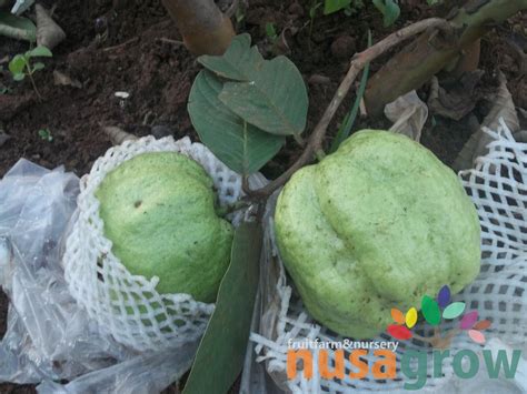 Pusat Bibit dan Buah Jambu Kristal Taiwan