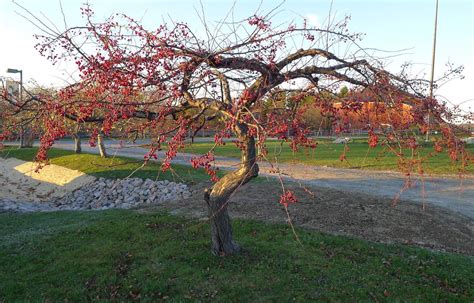 Weeping Crabapple Tree: Care and Growing Guide