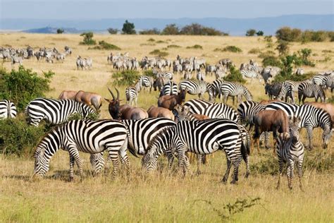 Great Migration in Maasai Mara National Park, Kenya | Pixalytics Ltd