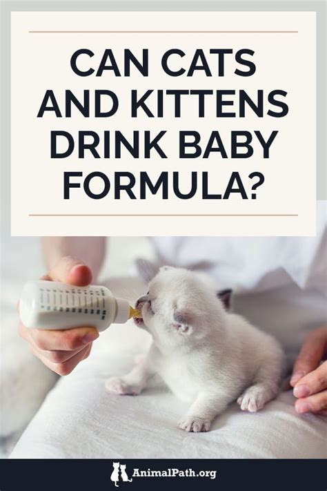 Can Cats and Kittens Drink Baby Formula? | Cats and kittens, Kitten formula, Kitten formula recipe