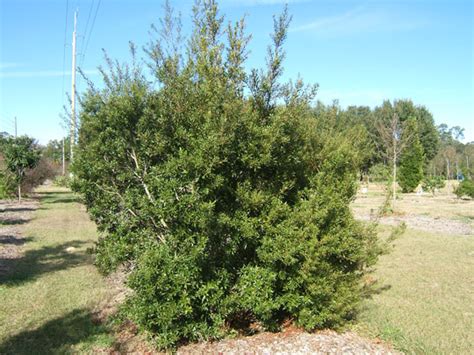 Myrica cerifera Pictures - Trees and Power Lines - Edward F. Gilman ...