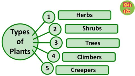 Types Of Shrubs, Types Of Plants, English Worksheets For Kids, Teaching Technology, Reading ...