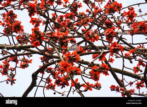 Bombax ceiba flowers blooming in the trees at dusk Stock Photo - Alamy