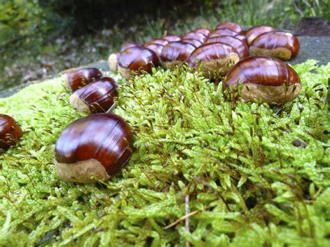 Free Images : produce, invertebrate, fungus, snail, landart, chestnuts, auriculariales, escargot ...