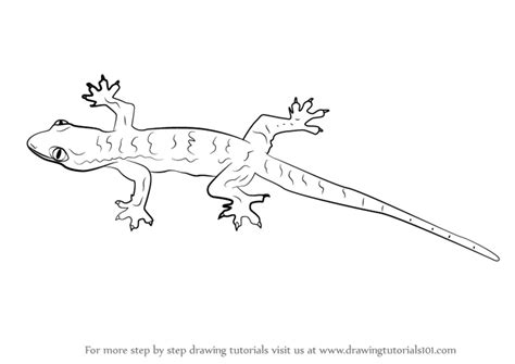 Learn How to Draw a Lizard (Lizards) Step by Step : Drawing Tutorials | Drawings, Lizard, Draw