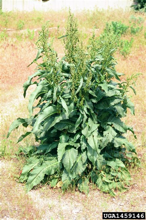 curly dock (Rumex crispus)