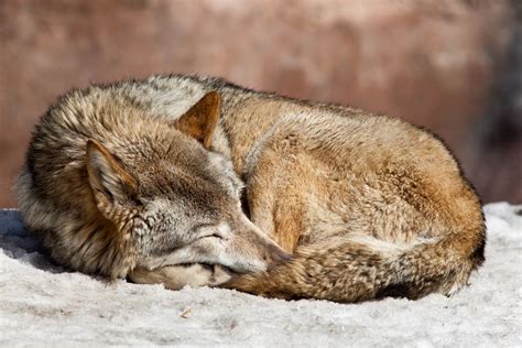 Do You Know Your Animal Sleep Type?