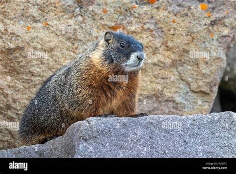 Yellow-bellied marmot (Marmota flaviventris) in rocky habitat, Yellowstone National Park ...