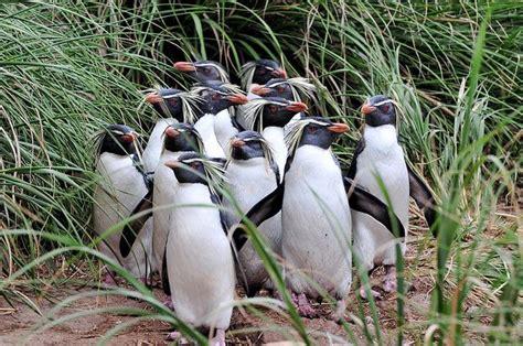 Nightingale Island, Tristan da Cunha | Interesting animals, Tristan da cunha, Penguins