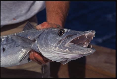 8 Fascinating Facts About Barracuda