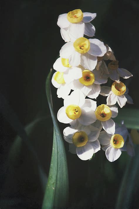 White Daffodils Photograph by Saija Lehtonen - Fine Art America