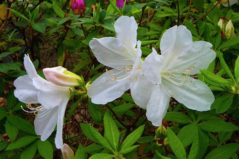 Spring FLowers-White- Hilton Head Island South Carolina Photograph by ...