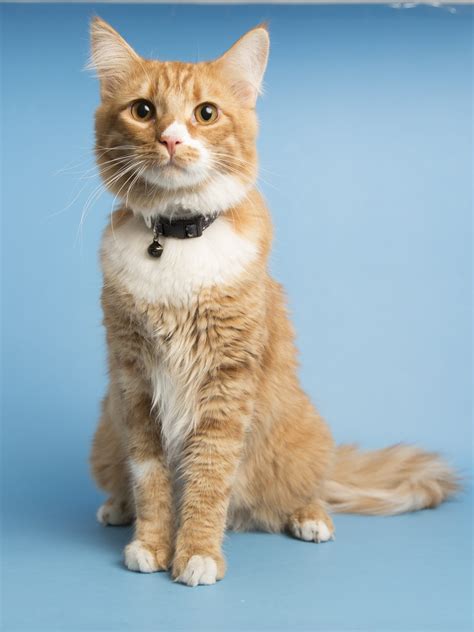 FIV-postive Cats: What you should know - Arizona Humane Society