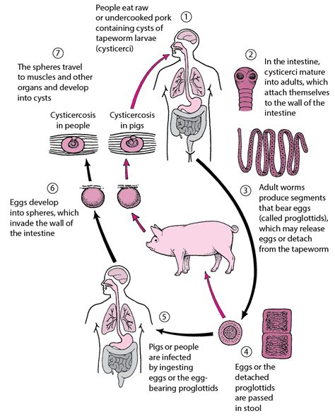 Taenia Saginata Life Cycle