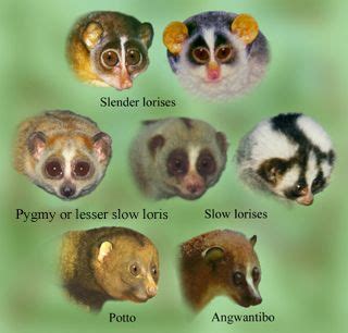 loris family | Slow loris, Familiar animal, Mammals