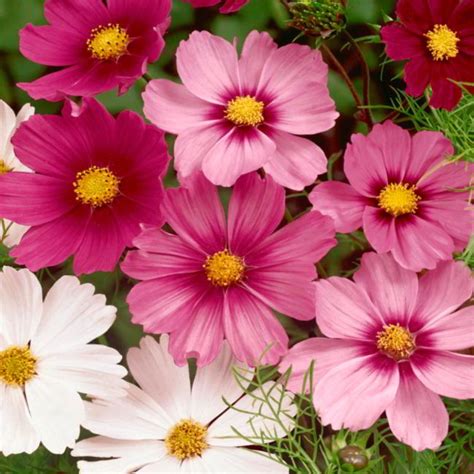 Cosmos Flower Meaning: Everything You Need to Know