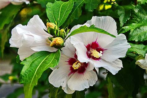 Pruning Hardy Hibiscus For Winter Uk