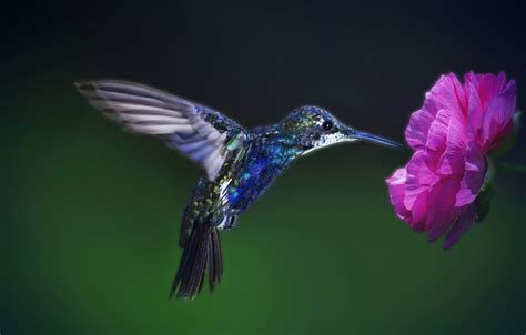 Flower Hummingbird HD Desktop Wallpaper 76215 - Baltana