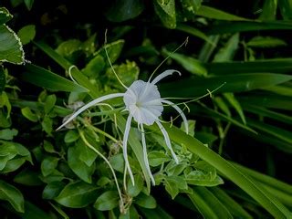 Spider Lily (/Hymenocallis Caribaea) / Zanzibar | Esin Üstün | Flickr