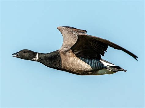 Brent Goose Bird Facts (Branta bernicla) | Birdfact