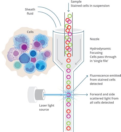 Principles of flow cytometry - Streck