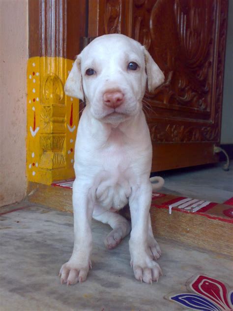 Rajapalayam puppy photo and wallpaper. Beautiful Rajapalayam puppy pictures