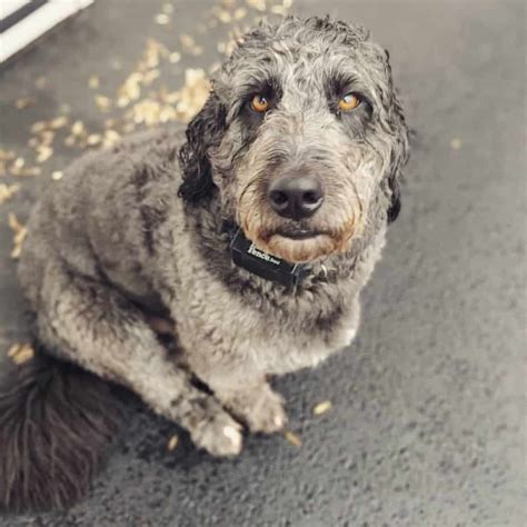 Bernese Mountain Dog Poodle Mix (Bernedoodle) Reviewed