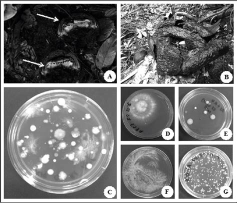 Buds of Rafflesia tuan-mudae; (A) the cross-section of rotten buds... | Download Scientific Diagram