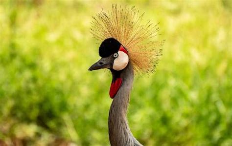 Crested crane bird - Online Jigsaw Puzzles