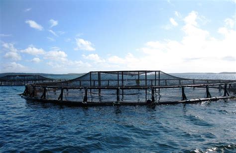 6 Good, Bad and Surprising Facts About Aquaculture - The Healthy Fish