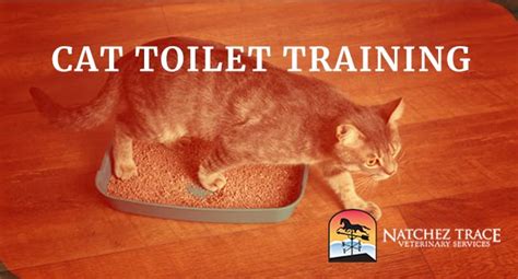 Cat Toilet Training - Natchez Trace Veterinary Services