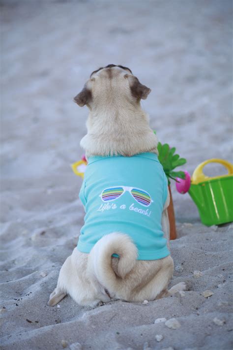 "Life's A Beach" Parisian Pet tee | Cat clothes, Dog beach, Pet life