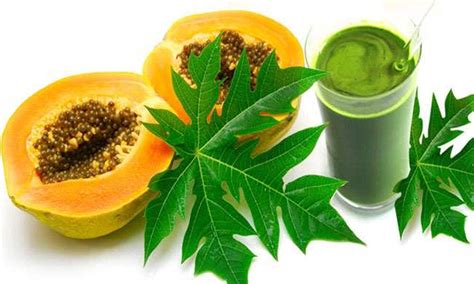 Papaya leaf juice: Know its benefits & learn to prepare it