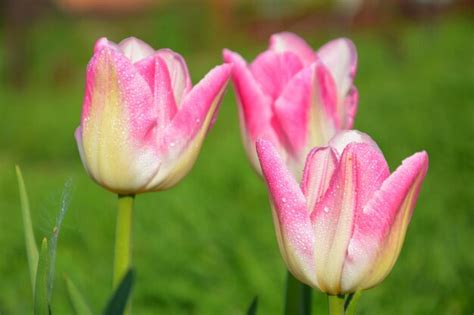 Premium Photo | Pink and white tulips closeup