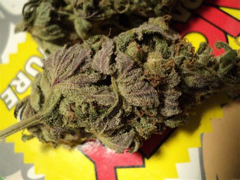 Strain-Gallery: Washing Machine (Ripper Seeds) PIC #26101434845131511 ...