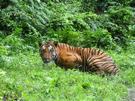 Tiger Population Leaps 30 Percent in India, Study Finds - NBC News