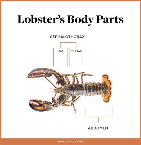 Crustacean Diagram