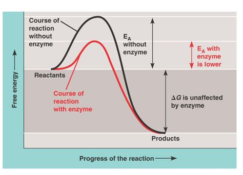 My Biology Blog: 20-point note