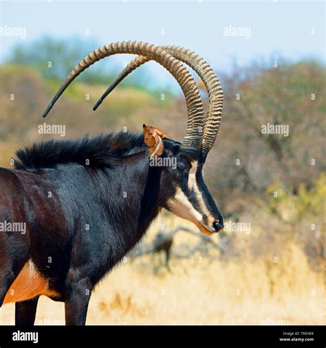 sable antelope (Hippotragus niger), male, South Africa Stock Photo - Alamy