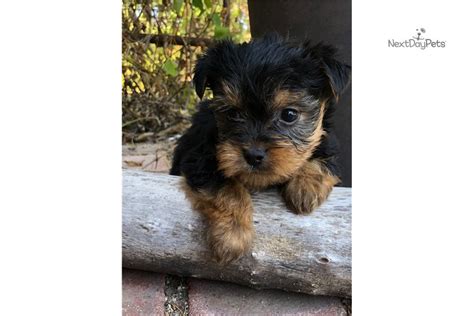 Maylee: Silky Terrier puppy for sale near Salina, Kansas. | b883c5dbe1