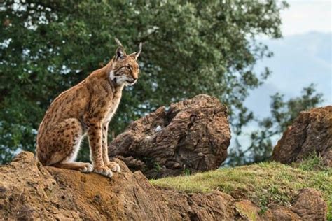 17 Most Endangered Animals of Europe