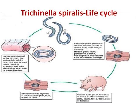 Trichinella spiralis