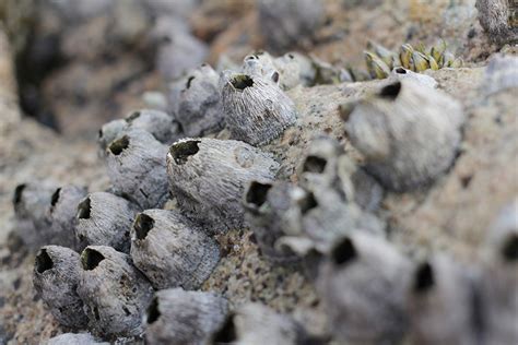 Acorn Barnacle Taxonomy