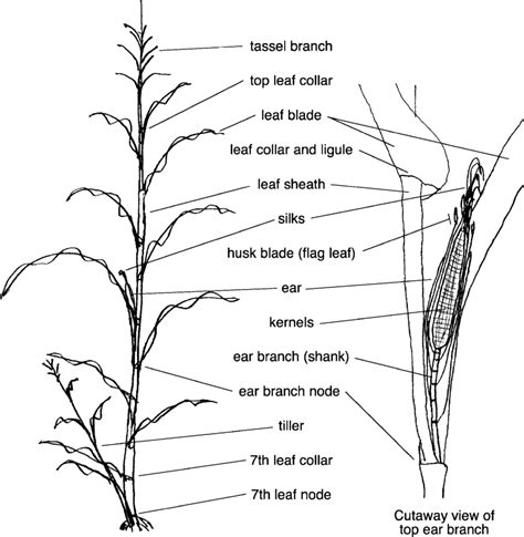 Corn Labeled Parts Of Plant