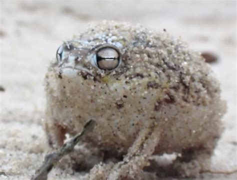 World's cutest frog will cure what ails you | Grist