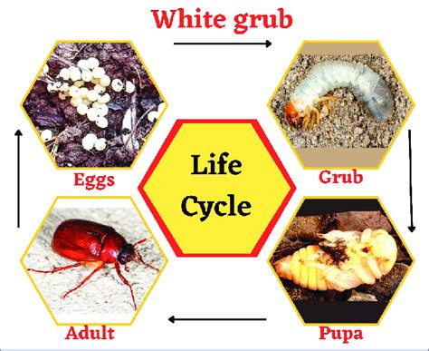 Life cycle of white grub Integrated Pest Management Physical Method: | Download Scientific Diagram